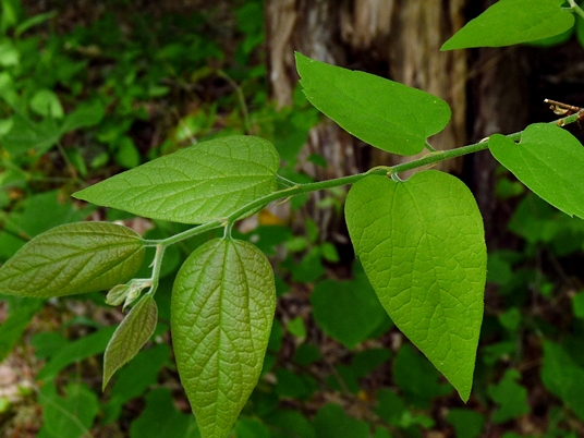 {Celtis tenuifolia}